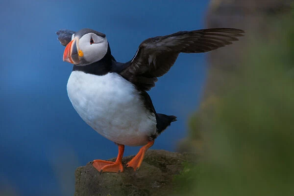 Puffin in Iceland