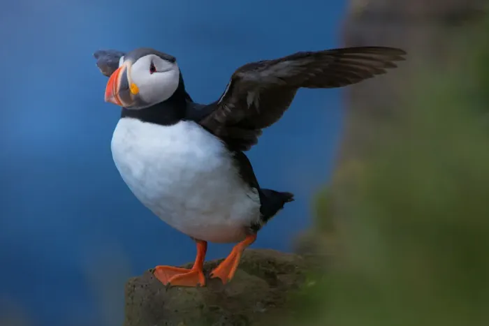 Framed Print : Puffin in Iceland Framed Print : Puffin in Iceland