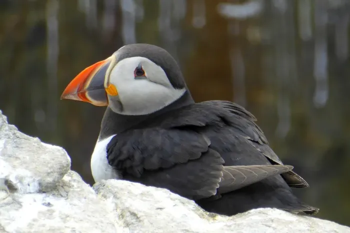 Framed Print : Puffin, Inner Farne, Farne islands, England Framed Print : Puffin, Inner Farne, Farne islands, England