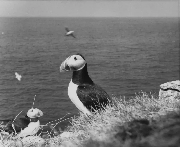 Framed Print : Puffin Island Framed Print : Puffin Island