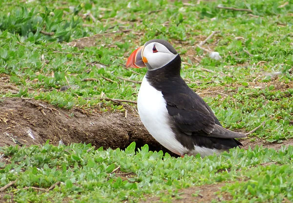 Puffin just outside its burrow, Farne islands, England