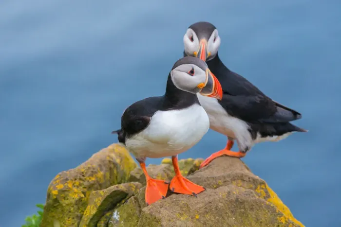 Framed Print : Puffin from Latrabjarg Iceland