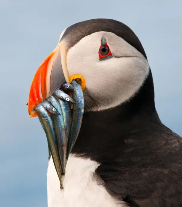 Framed Print : Puffin with sand eels in beak