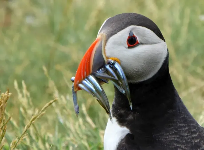 Framed Print : Puffin with sand eels on Staple island Framed Print : Puffin with sand eels on Staple island