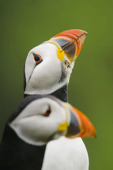 Framed Print : Puffin sizing up a rival Framed Print : Puffin sizing up a rival