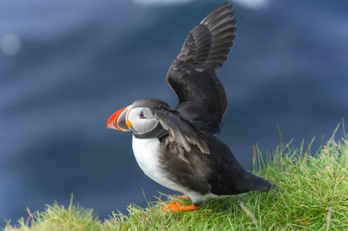 Framed Print : Puffin soaring wings at Latrabjarg, Iceland Framed Print : Puffin soaring wings at Latrabjarg, Iceland