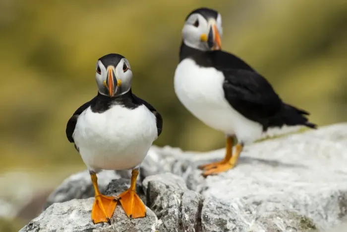 Framed Print : Puffins -Fratercula arctica-, Farne Islands, Northumberland, England, United Kingdom