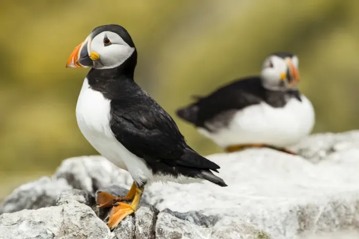 Framed Print : Puffins -Fratercula arctica-, Farne Islands, Northumberland, England, United Kingdom Framed Print : Puffins -Fratercula arctica-, Farne Islands, Northumberland, England, United Kingdom