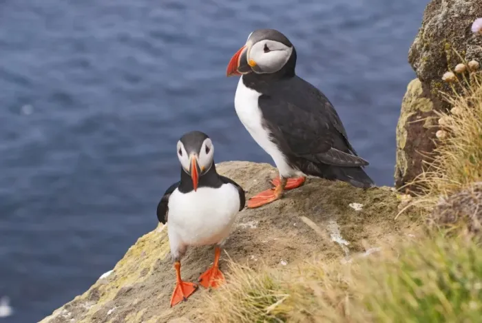 Framed Print : Puffins -Fratercula arctica-, Iceland, Europe Framed Print : Puffins -Fratercula arctica-, Iceland, Europe