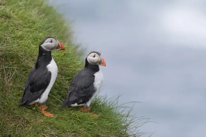 Framed Print : Puffins -Fratercula arctica-, Mykines, Faroe Islands, Denmark