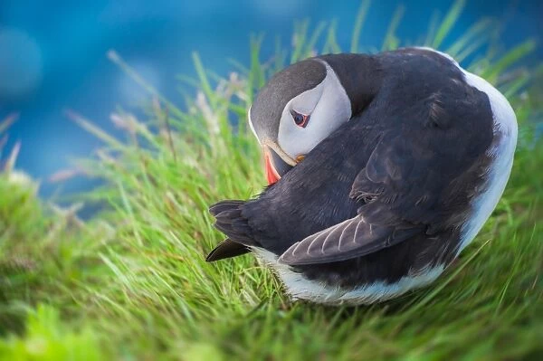 Puffins with shy acting