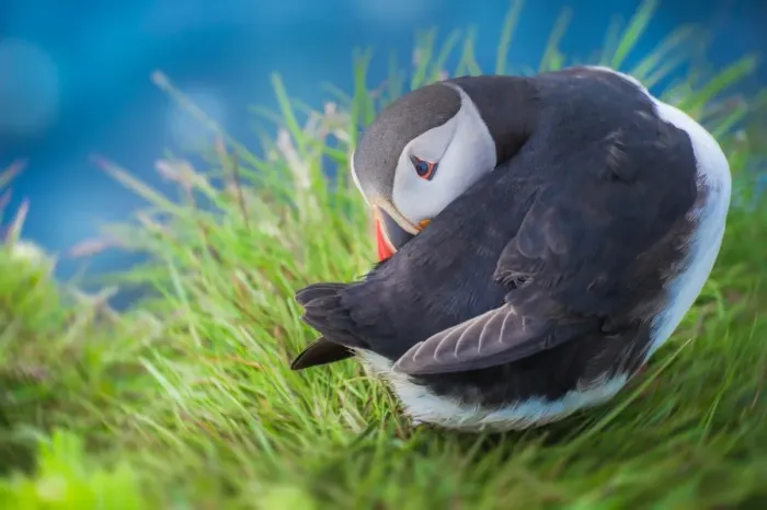 Framed Print : Puffins with shy acting Framed Print : Puffins with shy acting