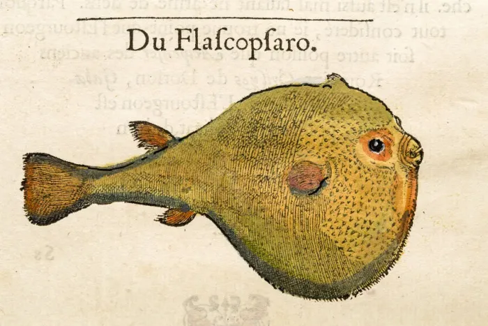Framed Print : Puffy fish Antique 16th Century illustration Framed Print : Puffy fish Antique 16th Century illustration