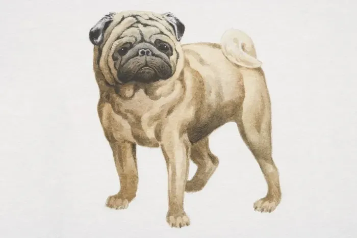 Framed Print : Pug (canis familiaris), front view Framed Print : Pug (canis familiaris), front view