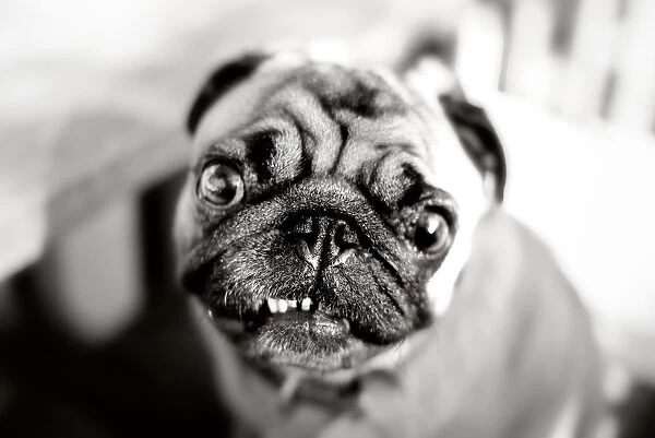 Pug portrait, ugly in a cute sort of way