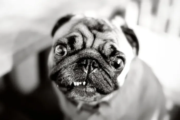 Framed Print : Pug portrait, ugly in a cute sort of way Framed Print : Pug portrait, ugly in a cute sort of way