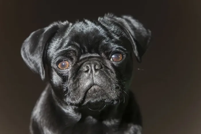 Framed Print : Pug puppy, black, portrait Framed Print : Pug puppy, black, portrait