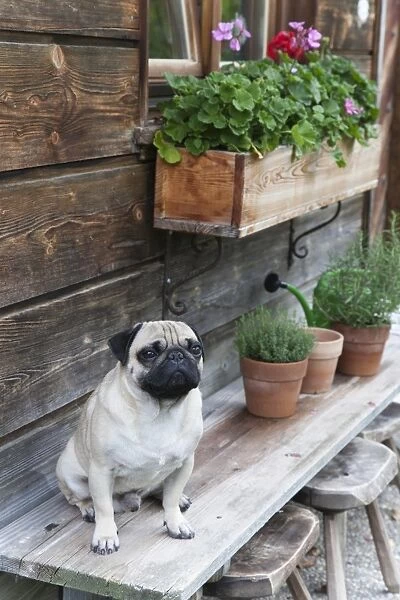 A pug sitting on a bench outside an alpine hut