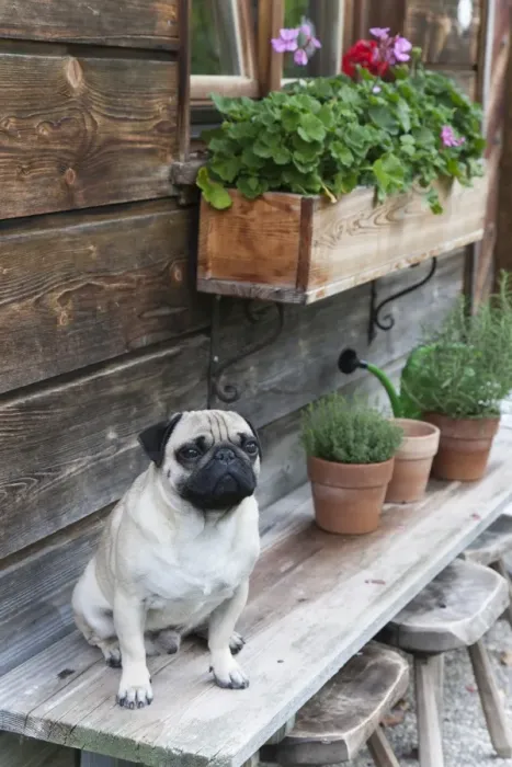 Framed Print : A pug sitting on a bench outside an alpine hut