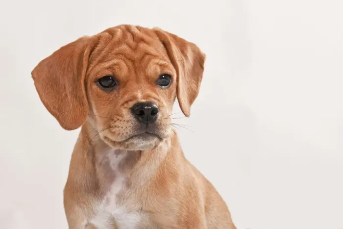 Framed Print : Puggle puppy, portrait Framed Print : Puggle puppy, portrait