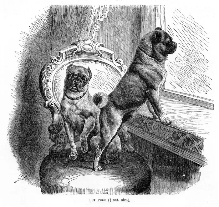 Framed Print : Pugs engraving 1894 Framed Print : Pugs engraving 1894