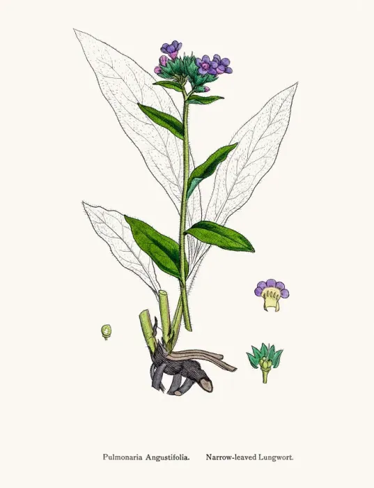 Framed Print : Pulmonaria Lungwort flower plant against lung disease Framed Print : Pulmonaria Lungwort flower plant against lung disease