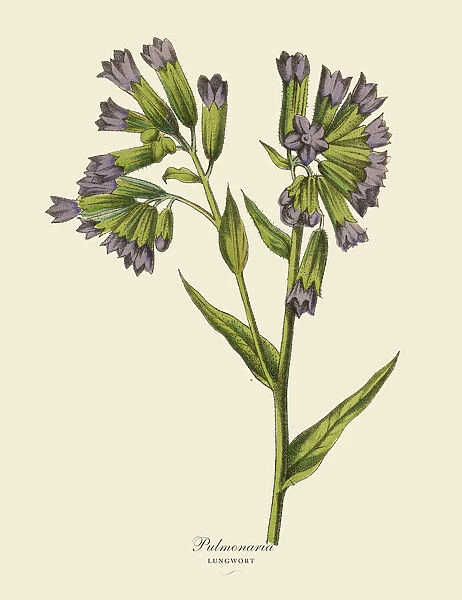 Pulmonaria or Lungwort Plant, Victorian Botanical Illustration