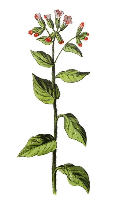 Framed Print : Pulmonaria officinalis, common names lungwort, common lungwort, Marys tears or Our Ladys milk drops Framed Print : Pulmonaria officinalis, common names lungwort, common lungwort, Marys tears or Our Ladys milk drops