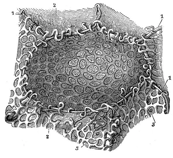 Pulmonary alveolus