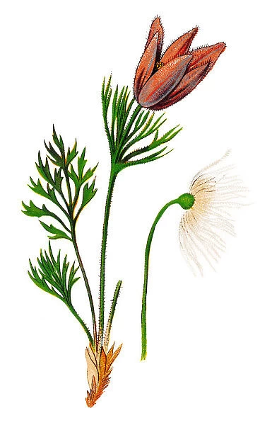 Pulsatilla vulgaris (pasque flower, pasqueflower, common pasque flower, European pasqueflower, Danes blood)