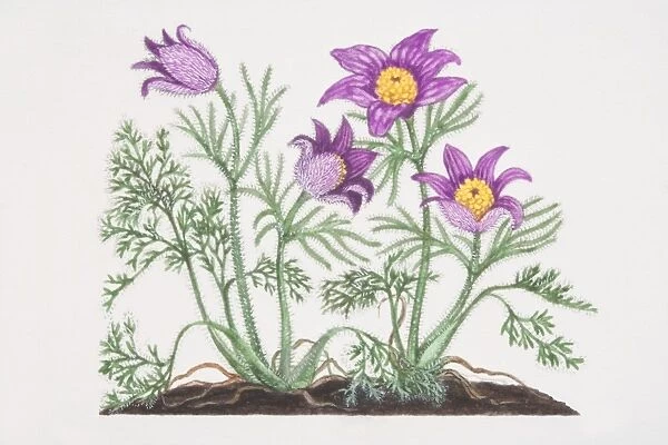 Pulsatilla vulgaris, Pasque Flowers growing in soil