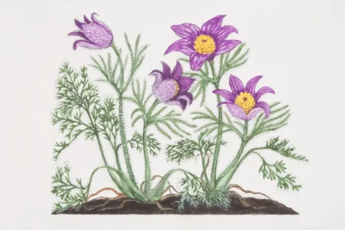 Framed Print : Pulsatilla vulgaris, Pasque Flowers growing in soil Framed Print : Pulsatilla vulgaris, Pasque Flowers growing in soil