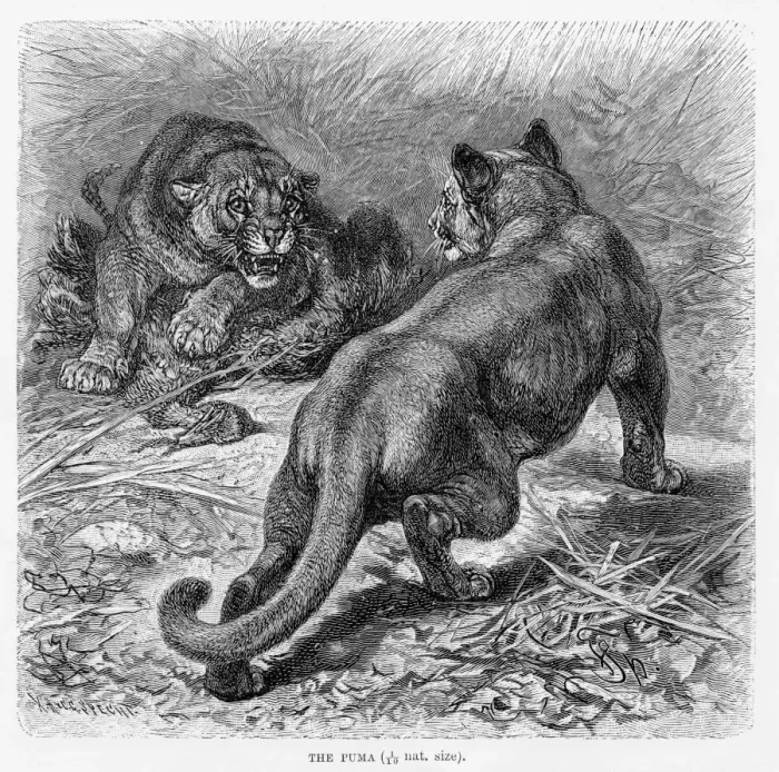 Framed Print : Puma engraving 1894 Framed Print : Puma engraving 1894