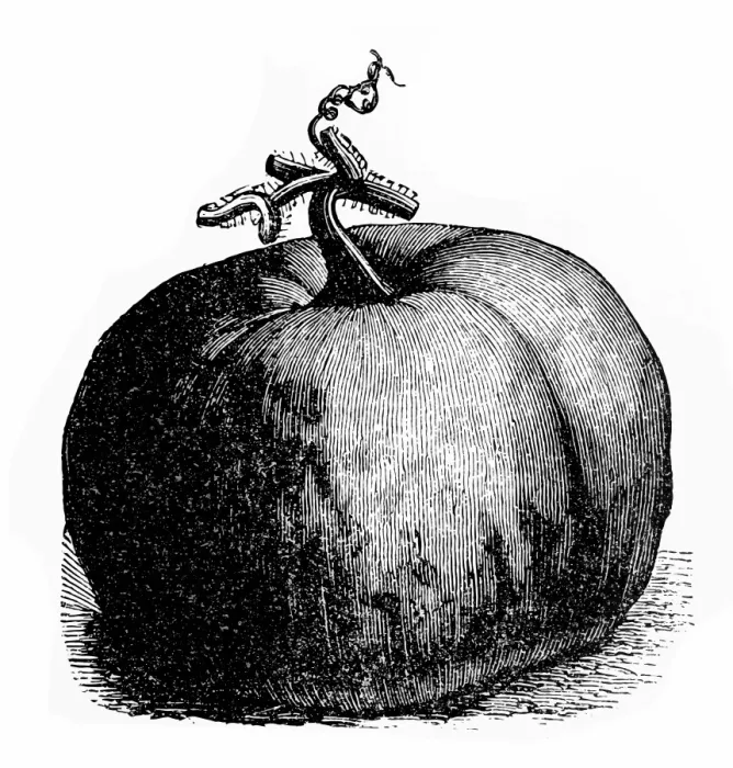 Framed Print : Pumpkin. Antique illustration of a pumpkin Framed Print : Pumpkin. Antique illustration of a pumpkin