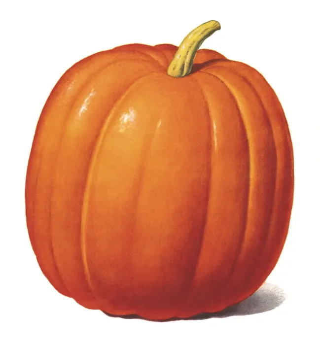 Framed Print : Pumpkin. http: / / csaimages.com / images / istockprofile / csa_vector_dsp.jpg Framed Print : Pumpkin. http: / / csaimages.com / images / istockprofile / csa_vector_dsp.jpg
