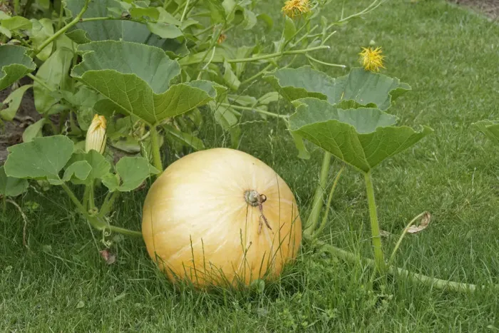 Framed Print : Pumpkin in a garden Framed Print : Pumpkin in a garden