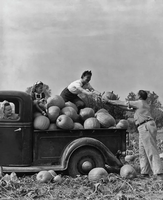 Framed Print : Pumpkin Harvest Framed Print : Pumpkin Harvest