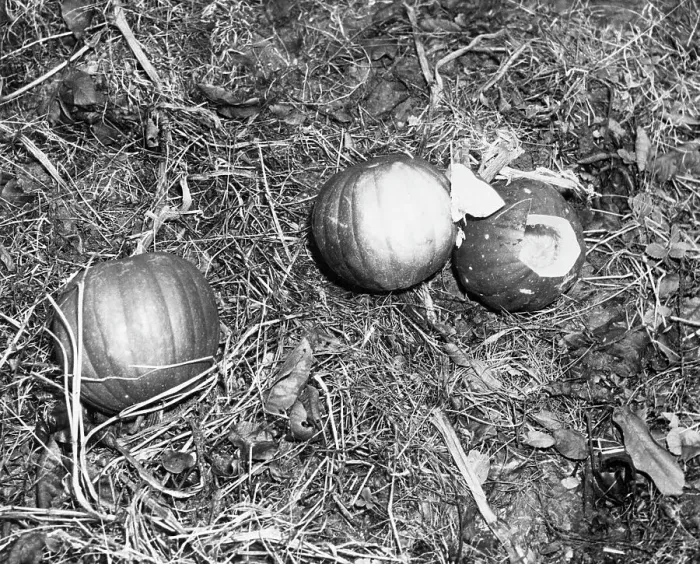 Framed Print : Pumpkin with Microfilms at Farm Framed Print : Pumpkin with Microfilms at Farm