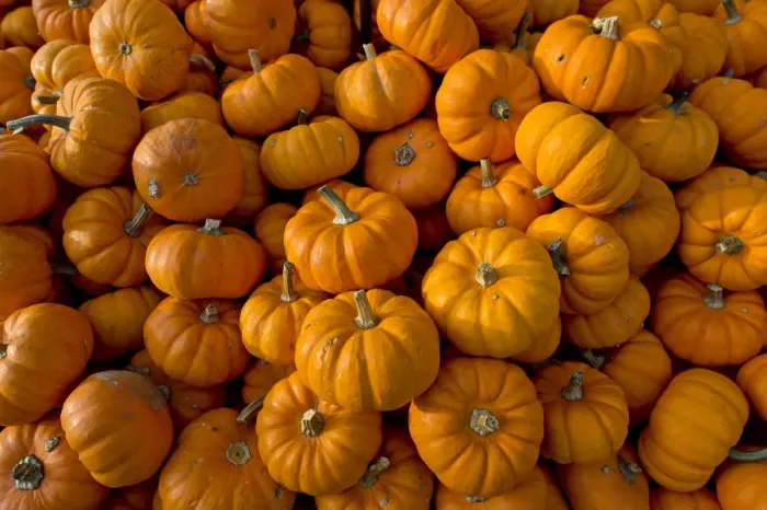 Framed Print : Pumpkins -Curcurbita-, Baden-Wuerttemberg, Germany, Europe
