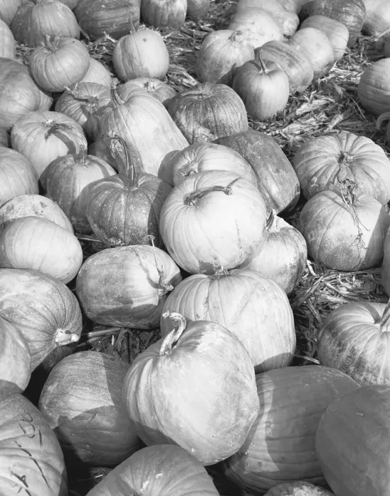 Framed Print : Pumpkins on field, (B&W) Framed Print : Pumpkins on field, (B&W)