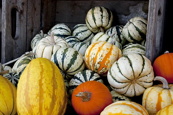 Pumpkins and squashes at the autumn market, Granby, Eastern Townships, Quebec Province, Canada