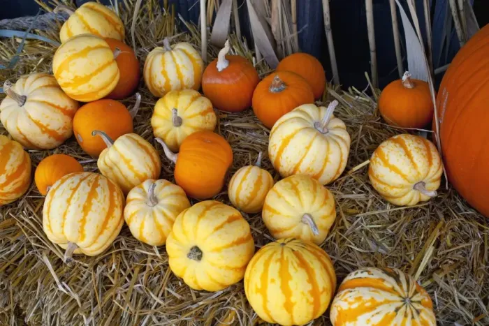 Framed Print : Pumpkins, squashes and gourds at the autumn market, Granby, Eastern Townships, Quebec Province, Canada Framed Print : Pumpkins, squashes and gourds at the autumn market, Granby, Eastern Townships, Quebec Province, Canada