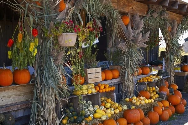 Pumpkins, squashes and gourds at the autumn market, Granby, Eastern Townships, Quebec Province, Canada