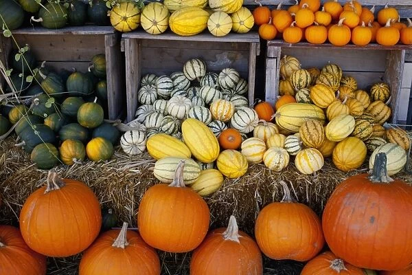 Pumpkins, squashes and gourds at the autumn market, Granby, Eastern Townships, Quebec Province, Canada