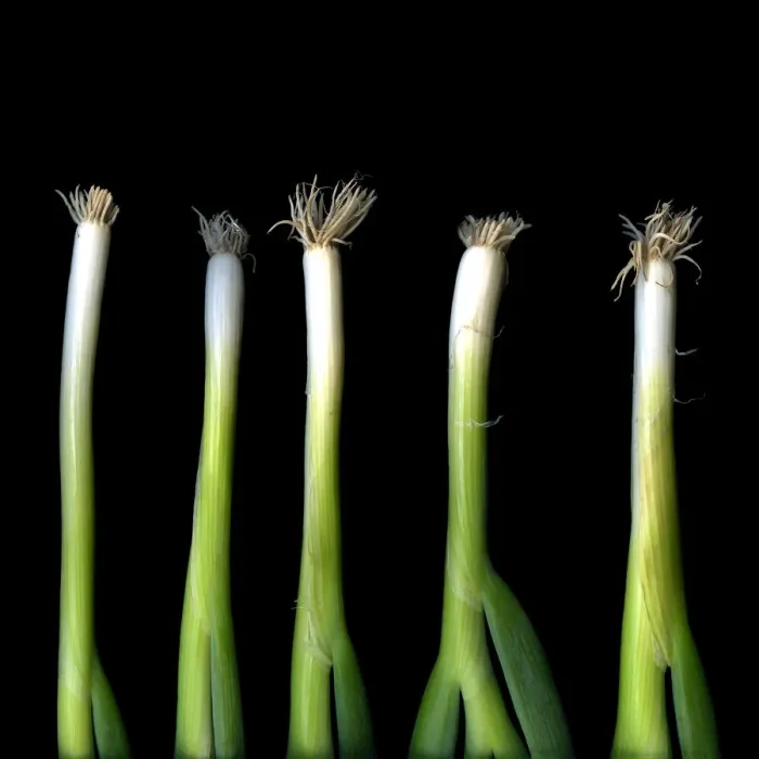 Framed Print : Punk Spring Onions Framed Print : Punk Spring Onions