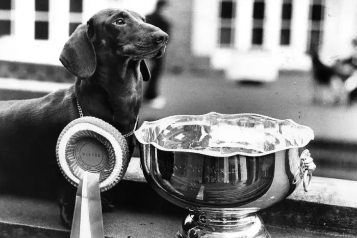 Framed Print : Pup Of The Year Framed Print : Pup Of The Year