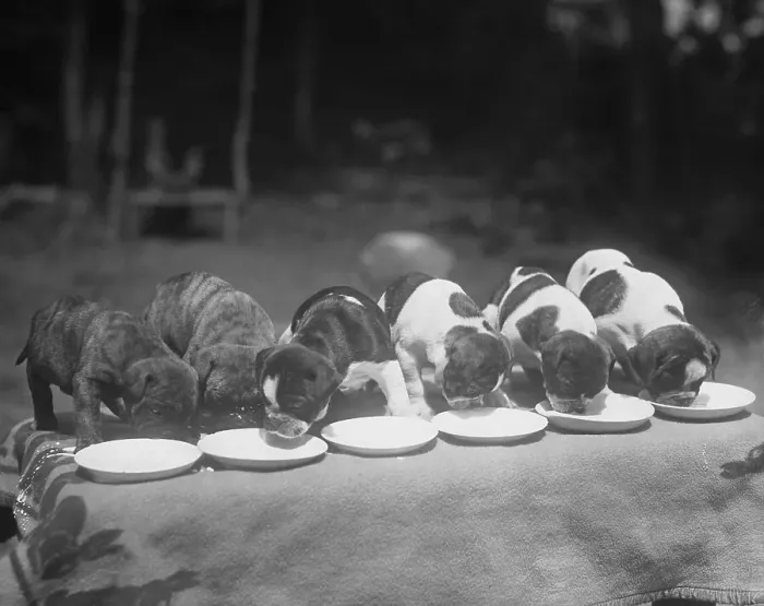 Framed Print : Puppies Eating Food Framed Print : Puppies Eating Food