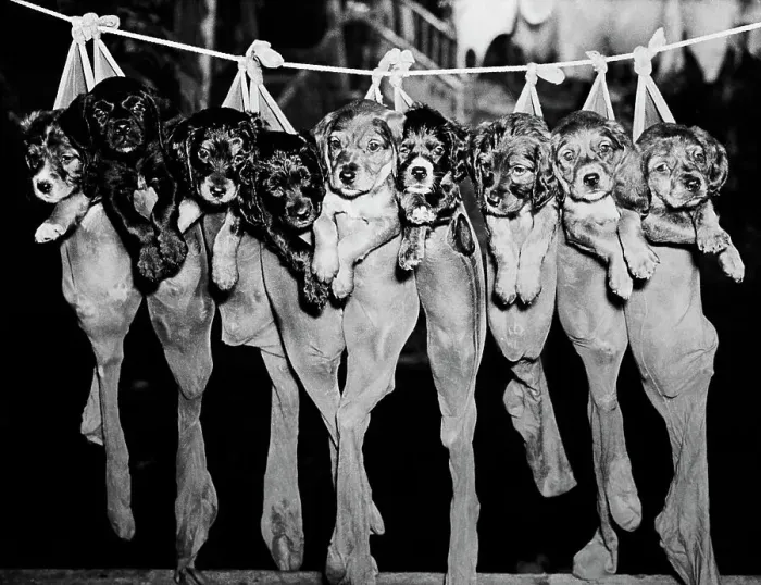 Framed Print : Puppies Hanging from a Clothesline Framed Print : Puppies Hanging from a Clothesline