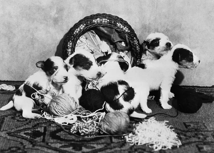 Framed Print : Puppies Overturning Knitting Basket Framed Print : Puppies Overturning Knitting Basket