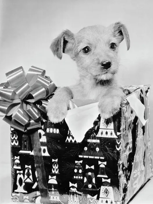 Framed Print : Puppy in a Christmas Box Framed Print : Puppy in a Christmas Box